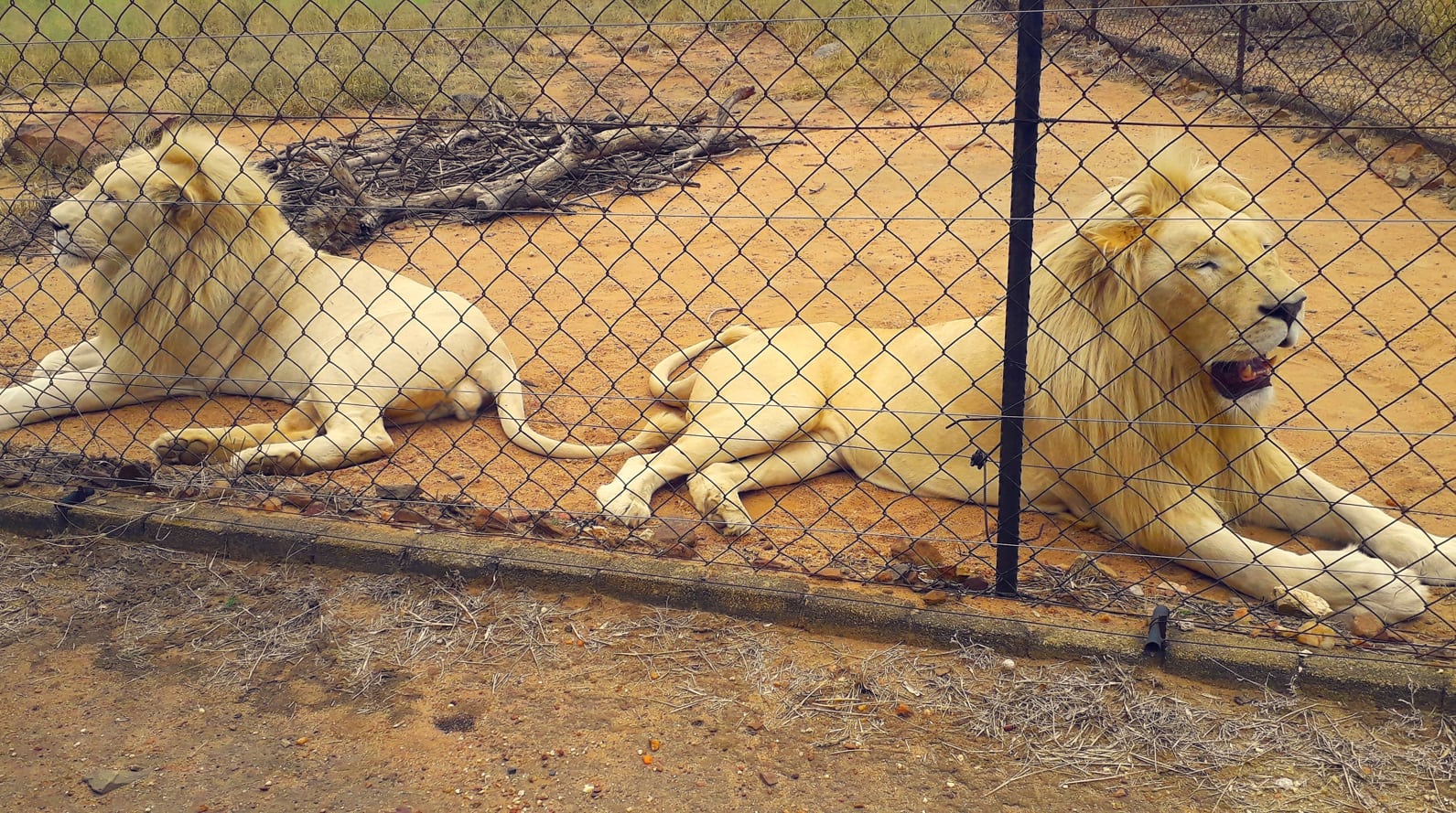 lions